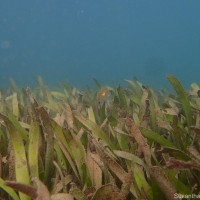 Oceana serrulata (R.Br.) Byng & Christenh.
